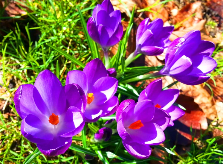 purple croccium flowers in a garden setting