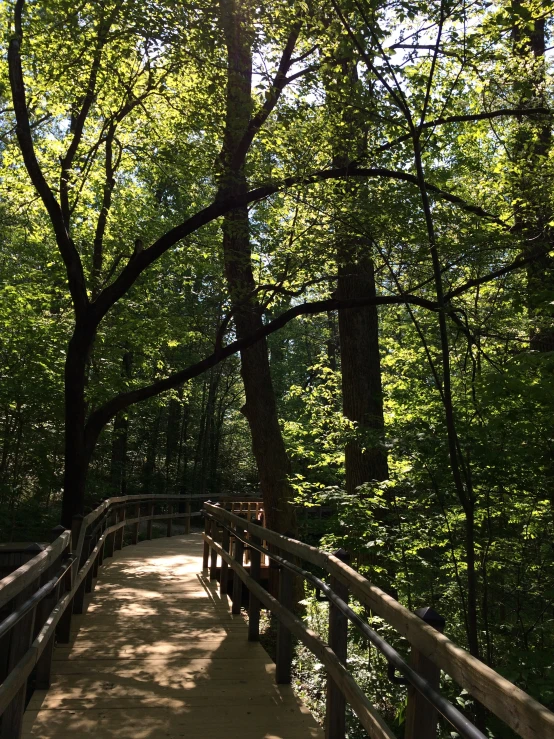 a narrow, wooden path that is surrounded by green trees