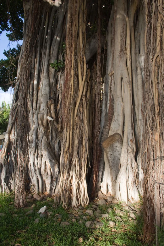 a tree with several thick nches with very no leaves