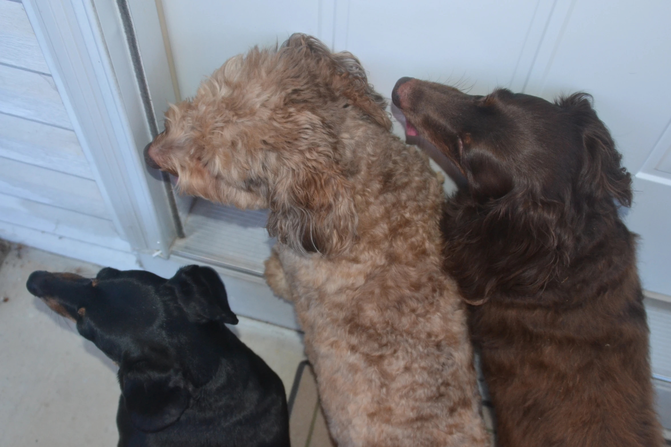 three dogs sit against the door, and look up