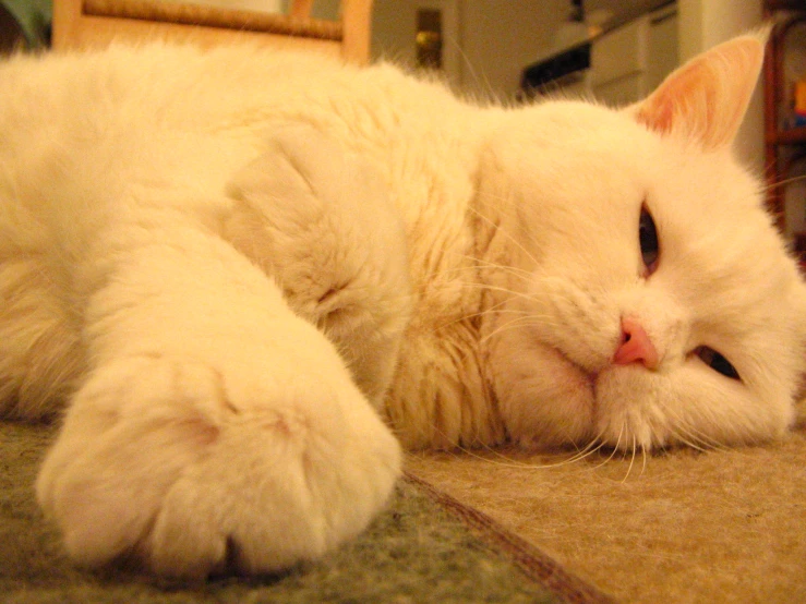 a white cat laying down on top of a floor
