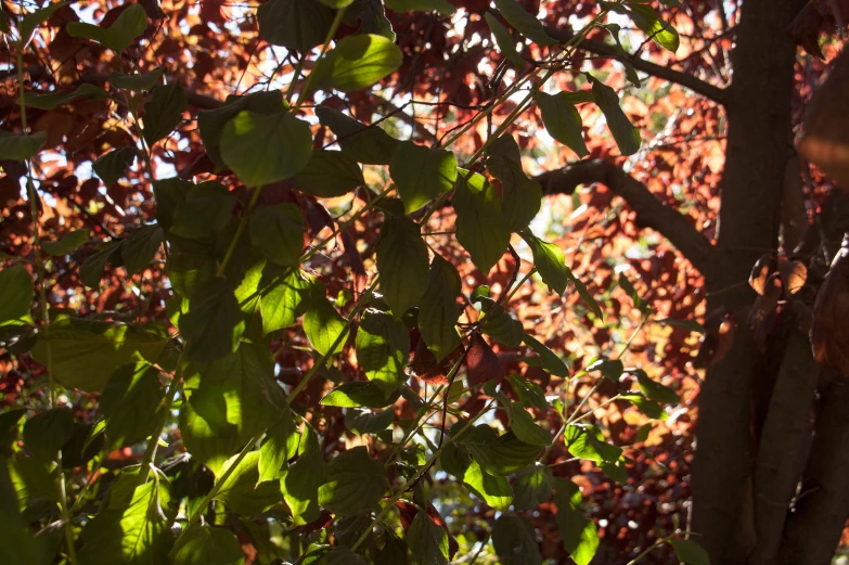 a tree with many nches is in the sunlight