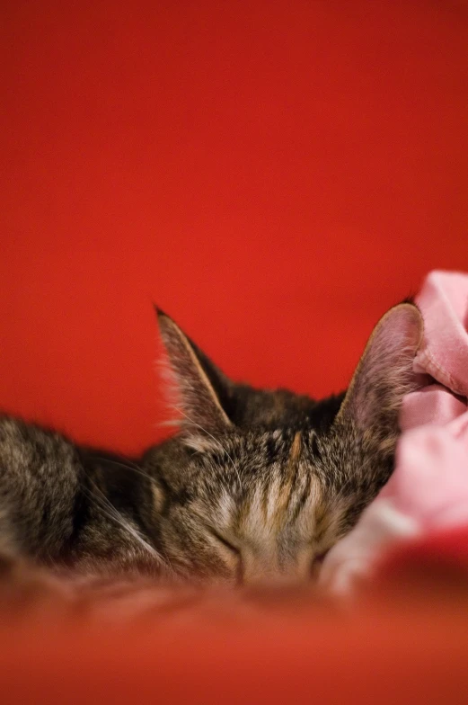 the cat is sleeping on top of a red blanket