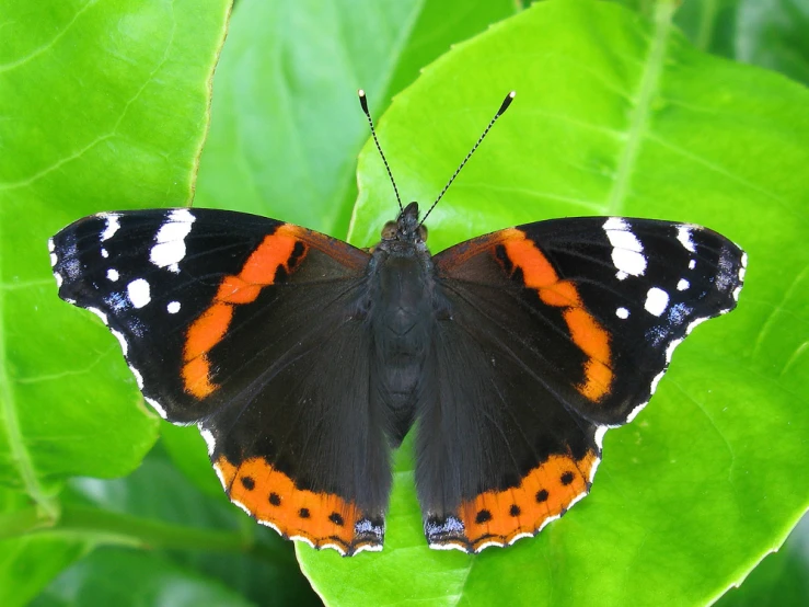 the red and black erfly is sitting on a leaf