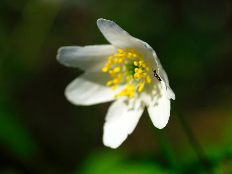 a white flower with yellow stamen and a fly sitting on it