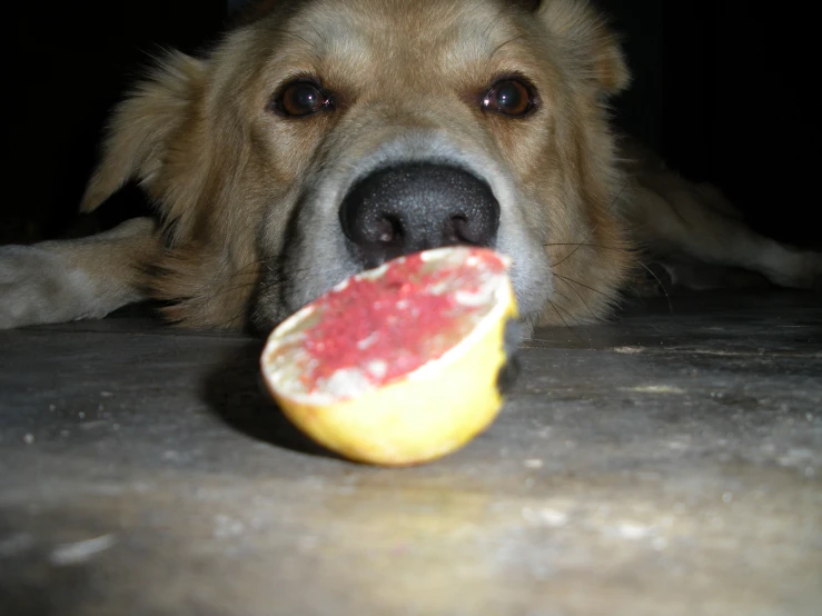 dog sniffing at fruit on table top with dark background