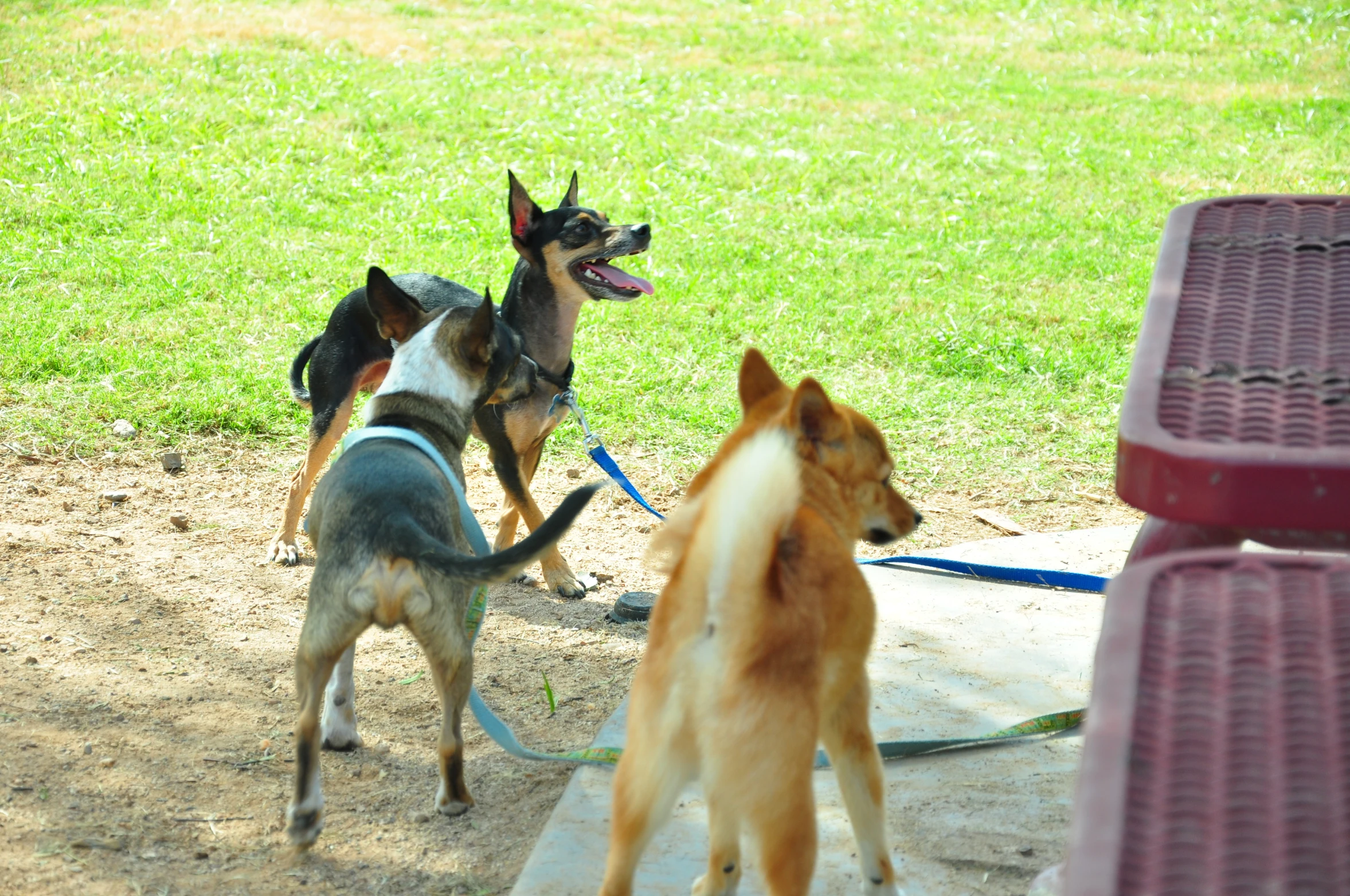 two dogs playing at the park with each other