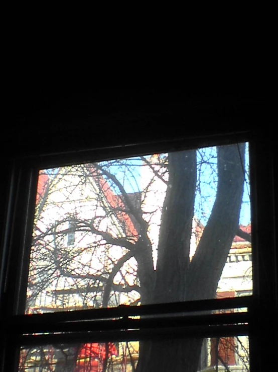 tree through blinds in front of window with buildings in background