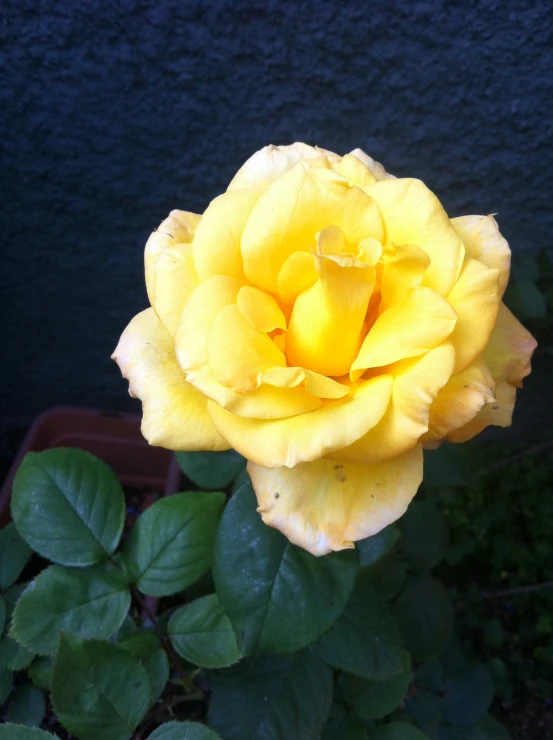 a yellow rose blooming on a plant