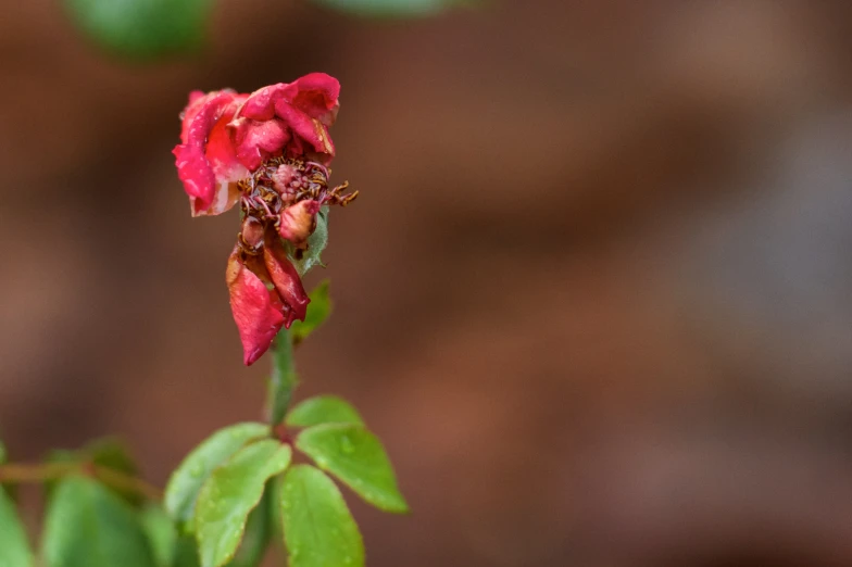 a close up of a red rose flower