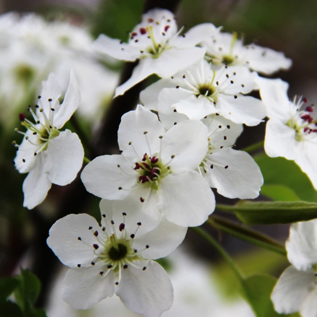 the white flowers are still blooming together in this picture