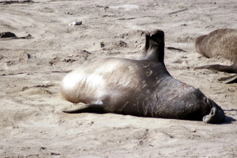 an elephant that is laying on some dirt