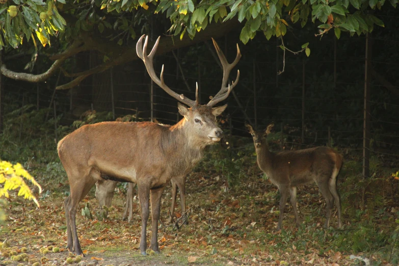 two deer in front of trees during the night