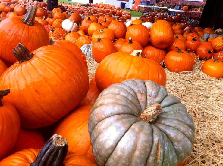 a bunch of pumpkins in an open field