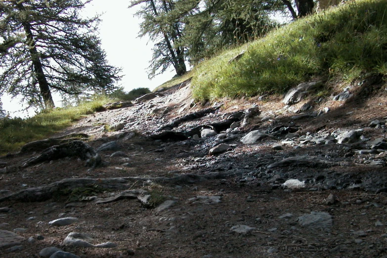 a man on a steep mountain trail in the woods