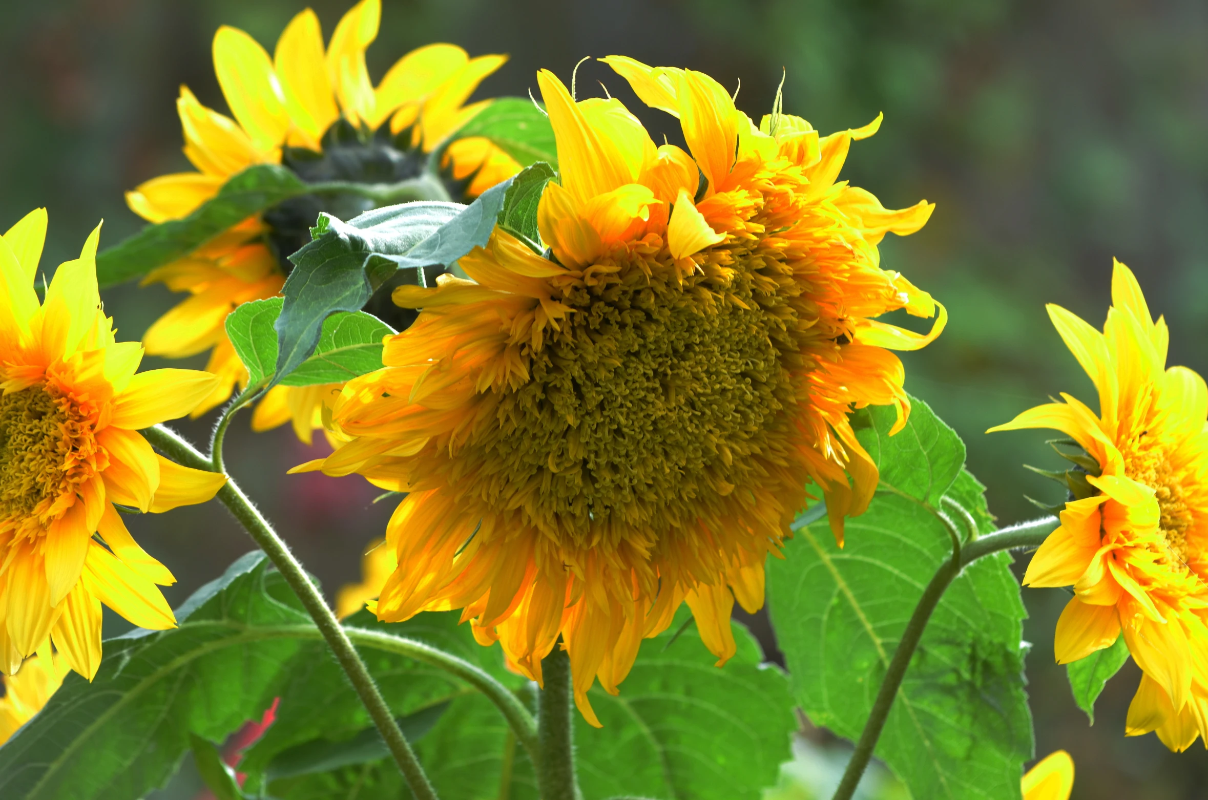 sunflowers with several stems standing in the field