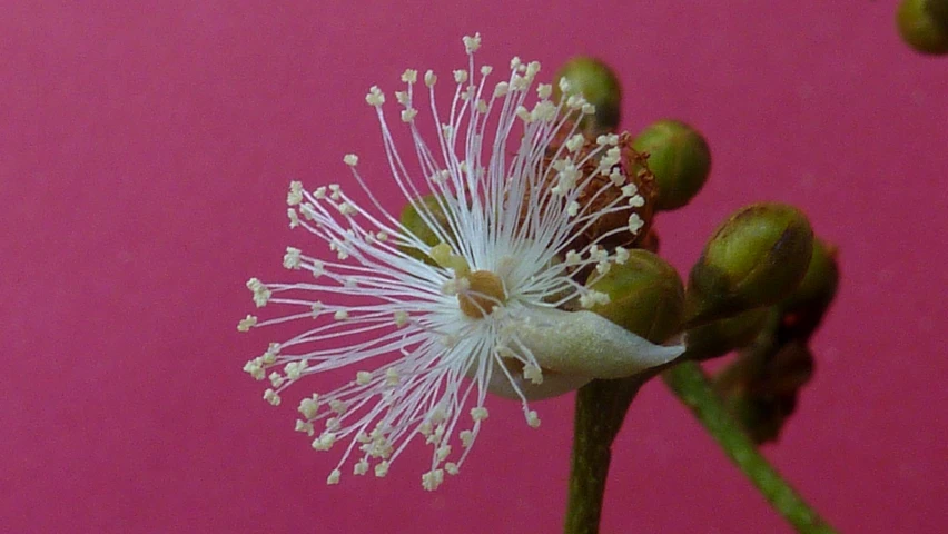 the flower is blooming near a pink wall