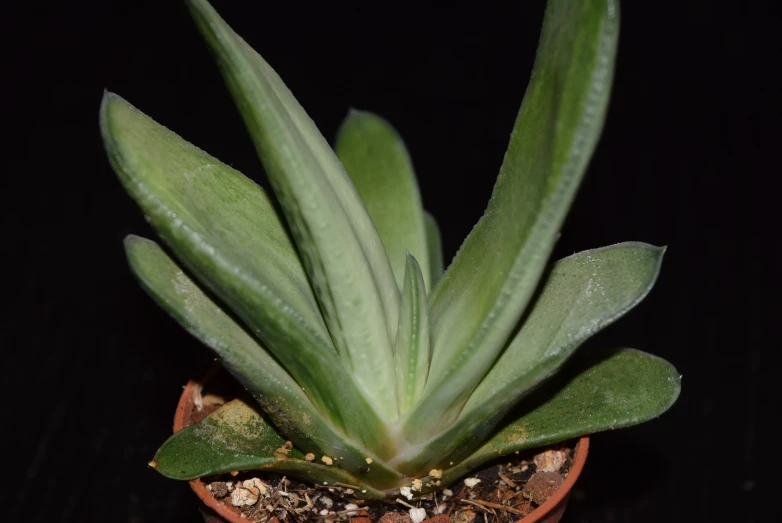 closeup of the leaves and buds of a succulent