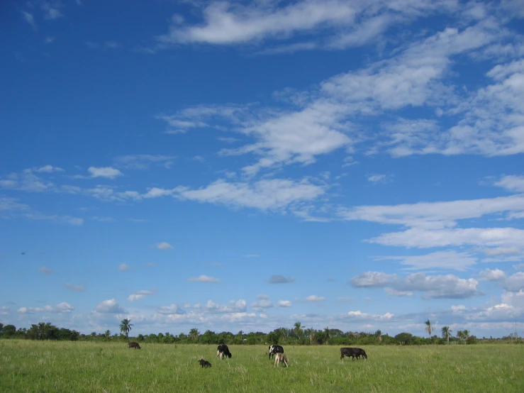 some animals standing in the middle of a grass field