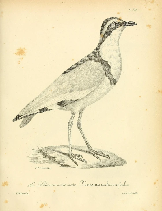 bird on ground with text in center and on the top