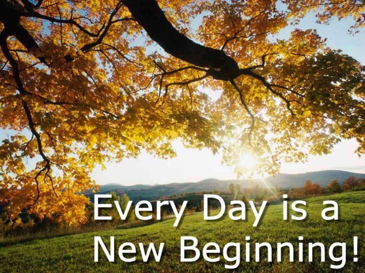 trees with yellow leaves in a field and a quote about every day is a new beginning