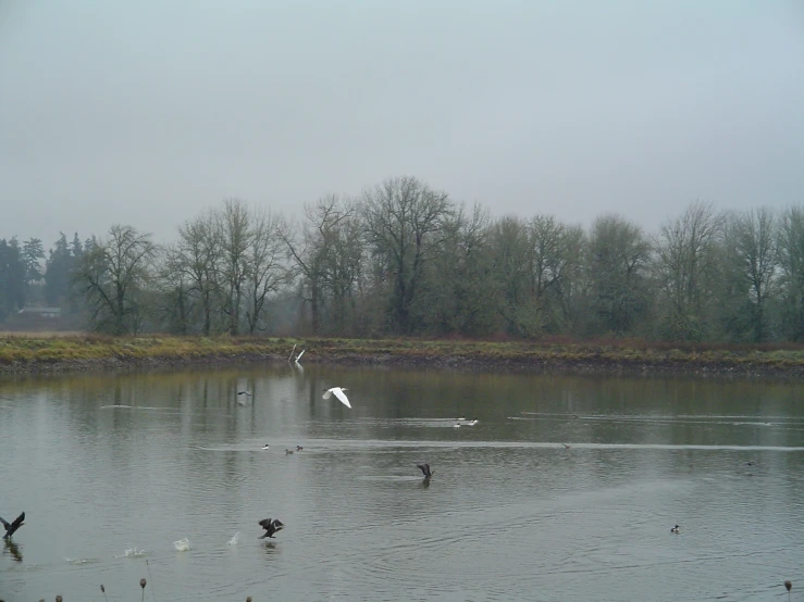 three birds are flying over a small lake