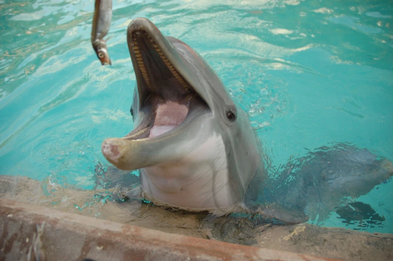 an animal is performing in the water while pulling out its mouth