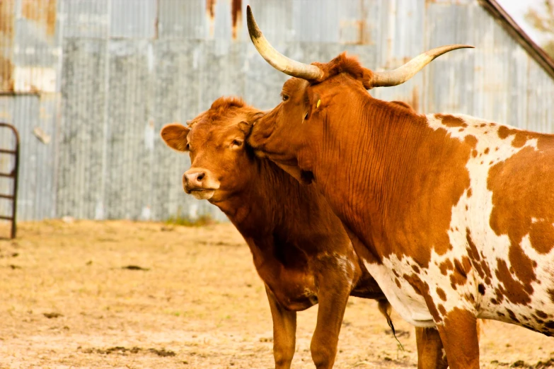 a couple of cows standing in front of a building