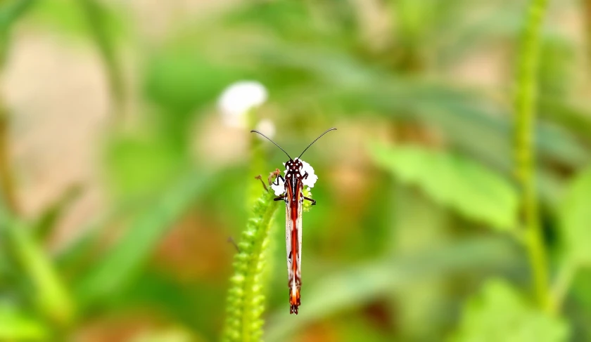 an insect standing on a plant with green leaves in the background