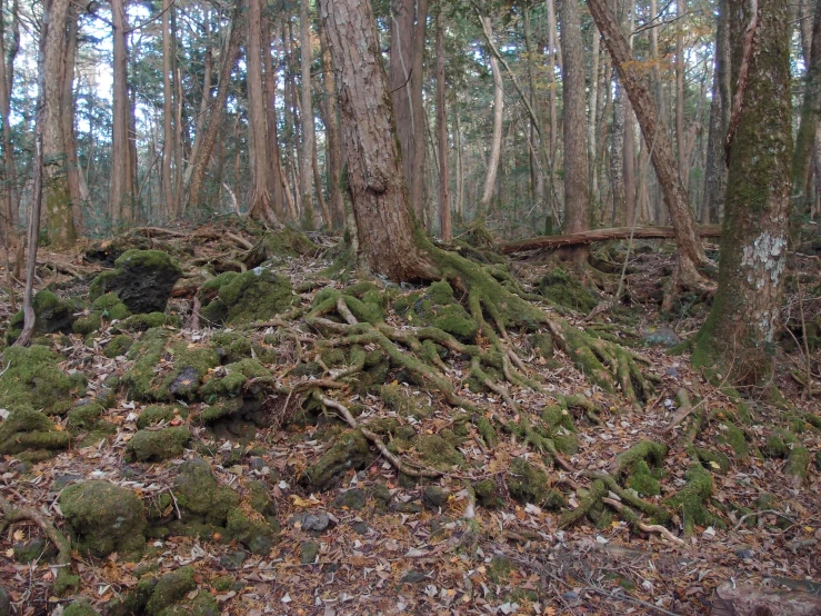 mossy plants and trees in the forest