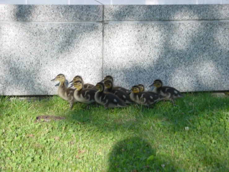a group of ducks standing around near some wall