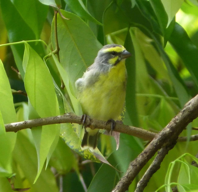 a yellow bird sits on a nch among green leaves