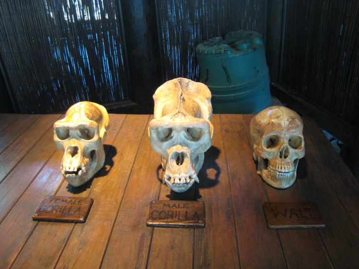 a bunch of skulls sitting on top of wooden table