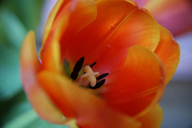 close up po of the stamen petals of a flower