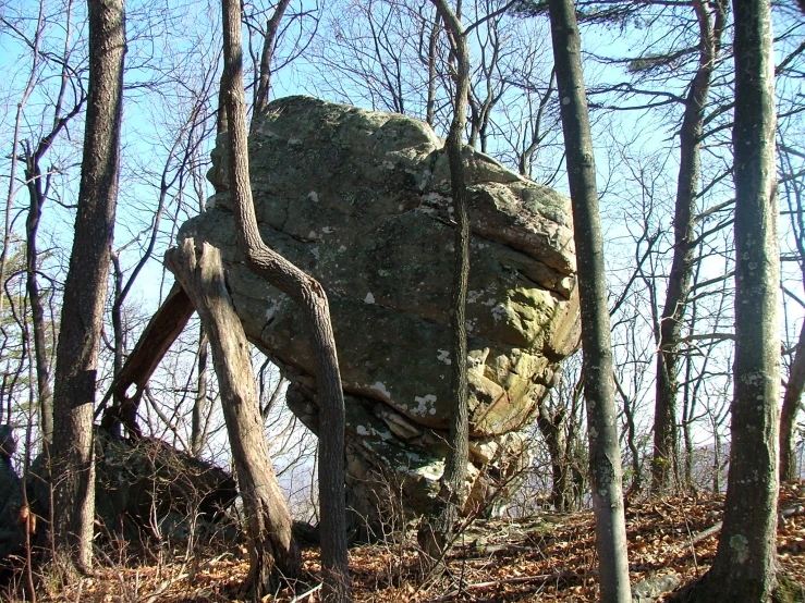 the large rocks have vines on them in the woods