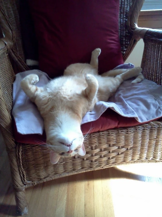 a baby animal taking a nap on a wicker chair