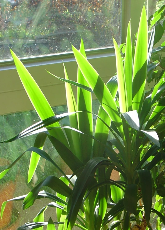 the large plant is beside a window on a sunny day