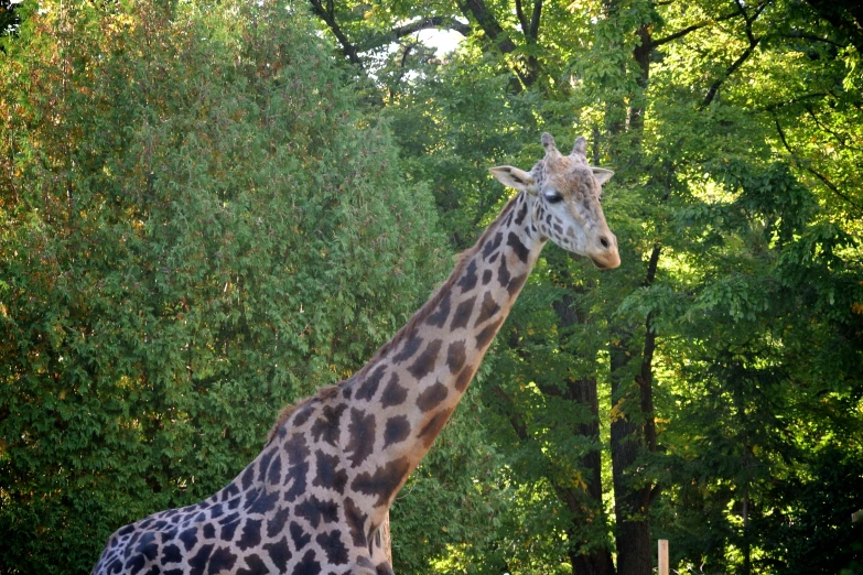 the giraffe is standing near the trees outside