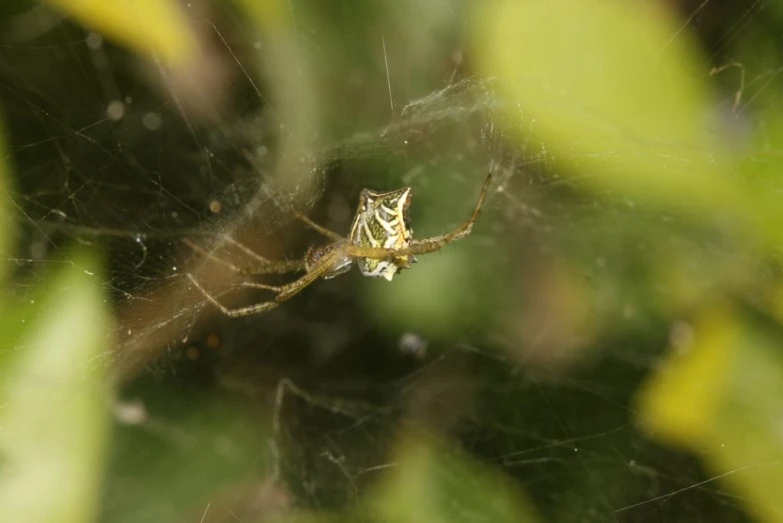 the spider is in the web outside on the tree