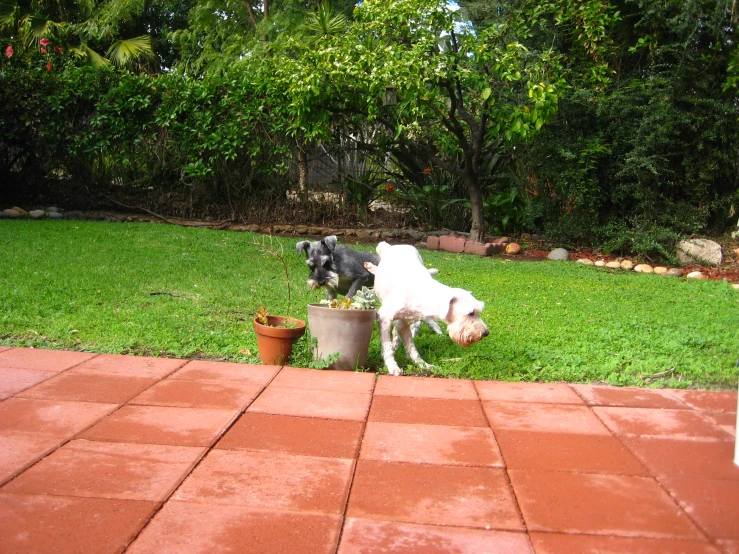 a dog sniffing at a watering can outside