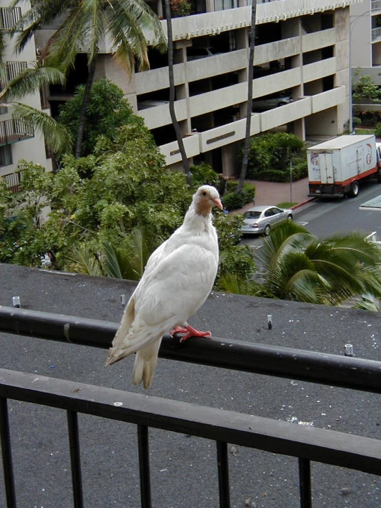 a white bird is sitting on the railing of a building