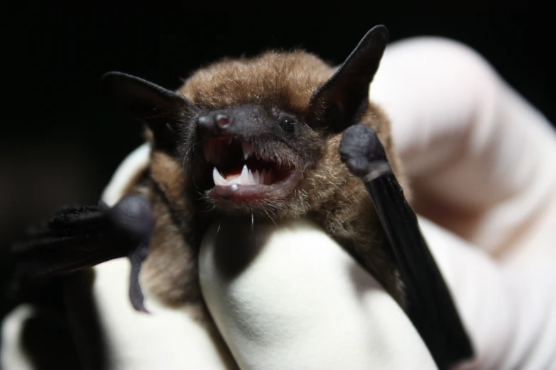 a bat has its mouth open and its tongue wide open