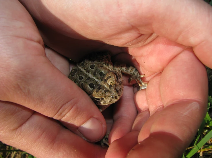 a frog in the palm of someones hand