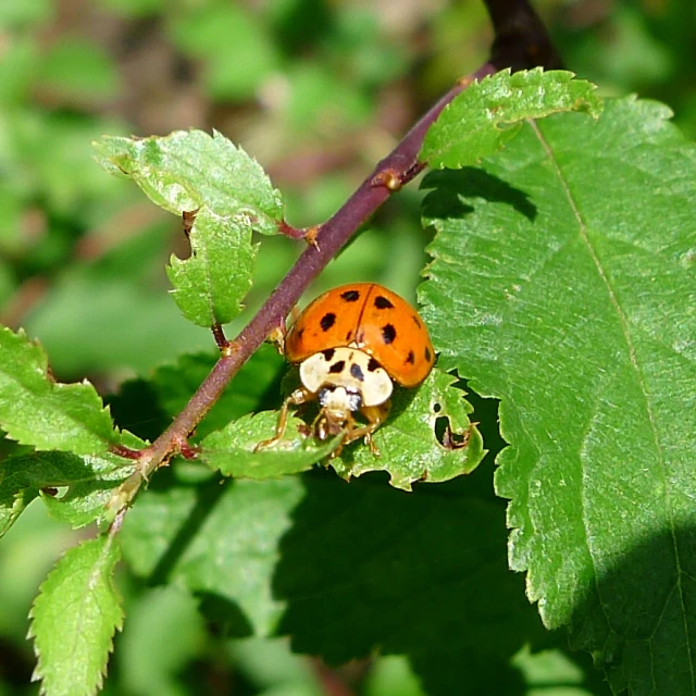 the orange and black insect is sitting on a leaf