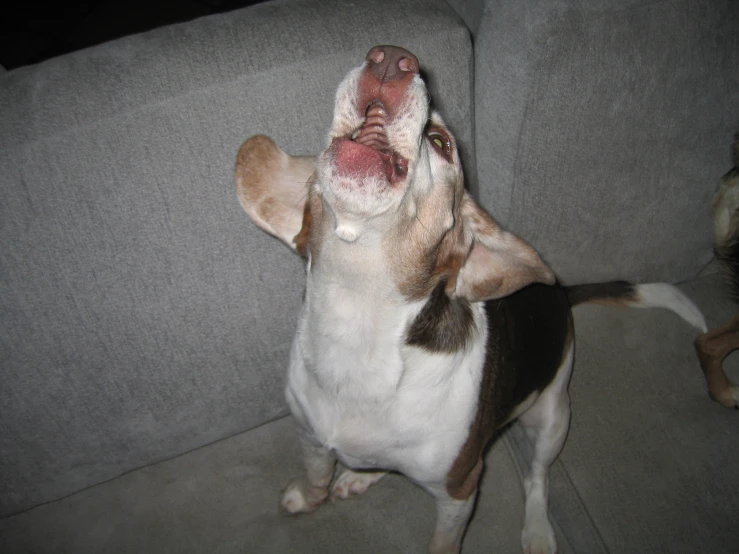 small dog sticking out his tongue and looking up