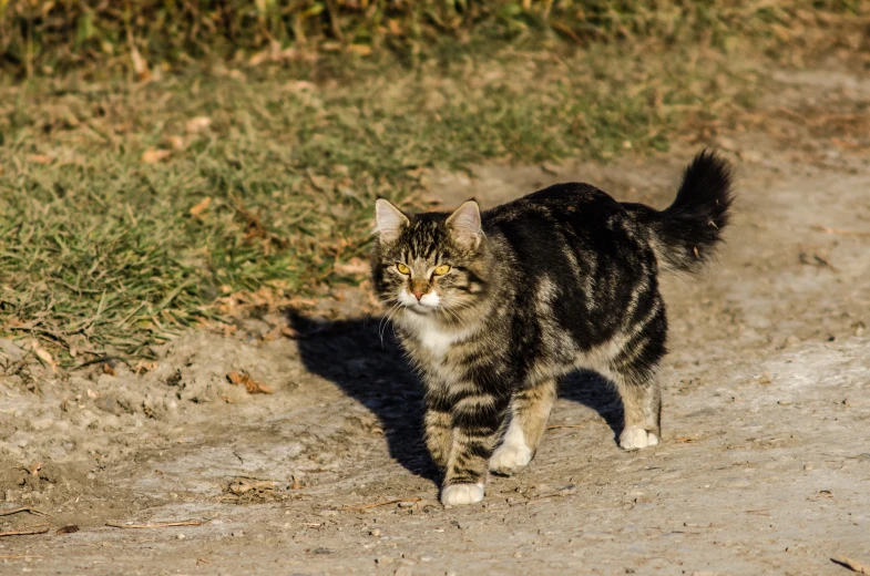 a cat is walking across the dirt path