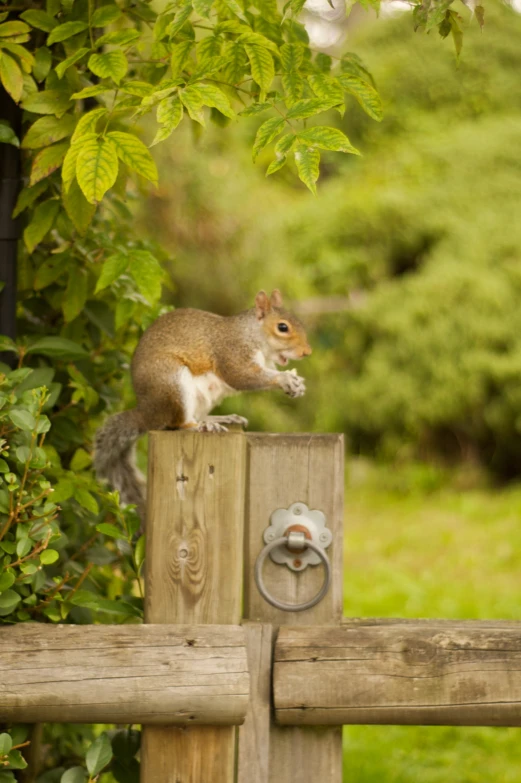 a squirrel on top of wooden fence post