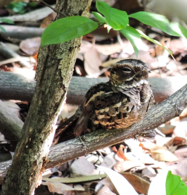 a small bird is perched on a nch