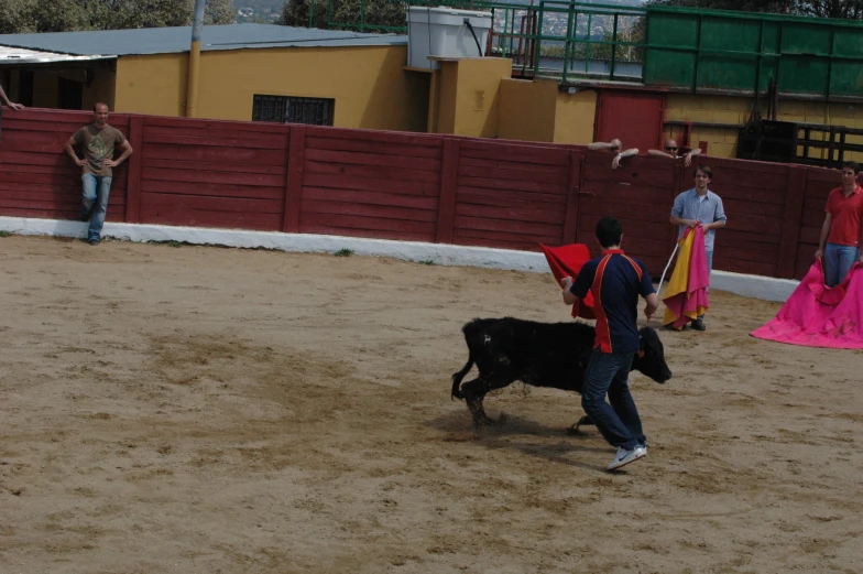 a man leading a black cow around an arena