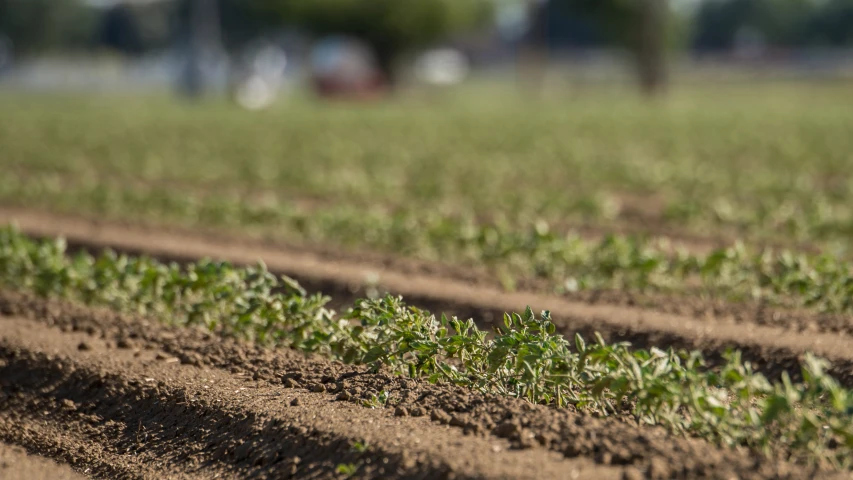 rows of freshly dug up weeds in the open